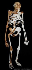 Australopithecus sediba, reconstructed from the bones of three individuals.